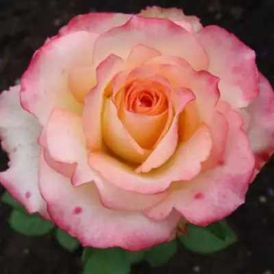 саженцы розы Дуэт