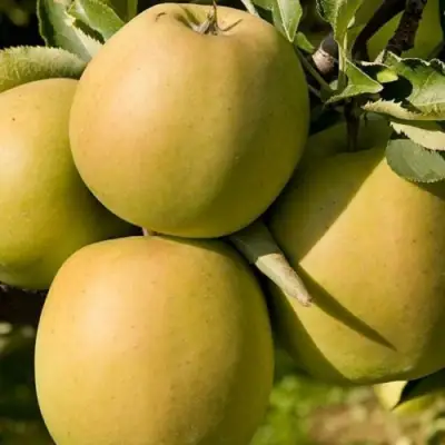 Яблоня МУТСУ в Бобруйске