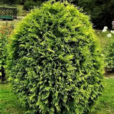 Туя ТИП ТОП западная в Бобруйске