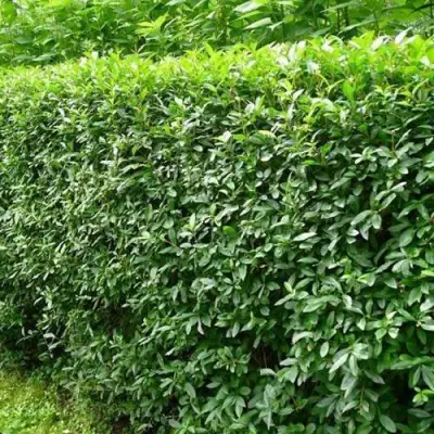 Бирючина обыкновенная в Бобруйске