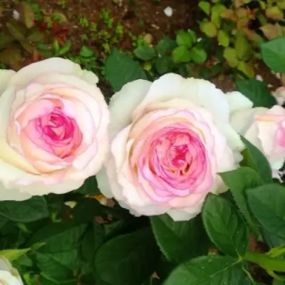 Роза ДОЛЬЧЕ ВИТА чайно-гибридная в Бобруйске