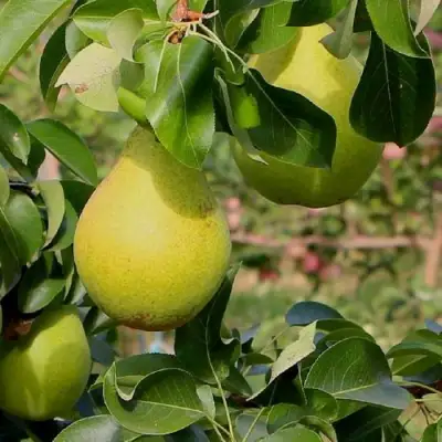 Груша ДОБРЯНКА в Бобруйске