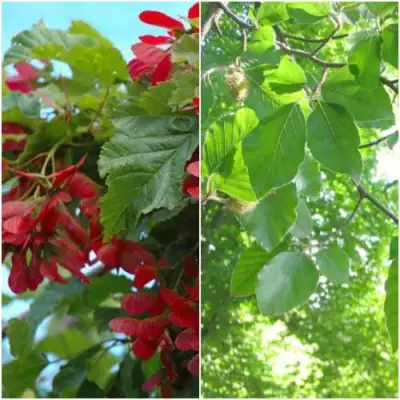 Комплект ЗЕЛЕНОЕ ЧУДО в Бобруйске