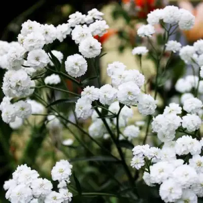 Тысячелистник МАРШМЕЛЛОУ в Бобруйске