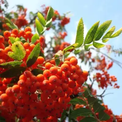 Рябина ВЕФЕД сладкоплодная в Бобруйске