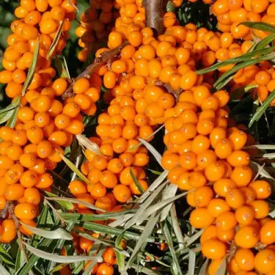 Облепиха ЕЛИЗАВЕТА в Бобруйске