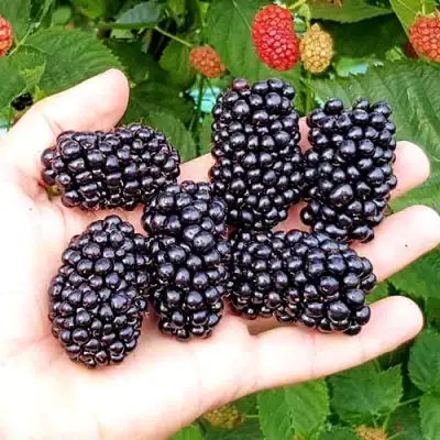 Ежевика ОУАЧИТА бесшипная  в Бобруйске