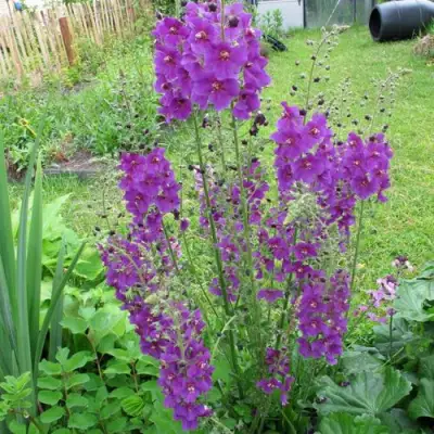 Коровяк ВИОЛЕТТА (вербаскум) в Бобруйске