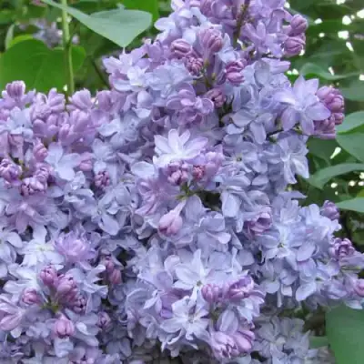 Сирень НЕБО МОСКВЫ в Бобруйске