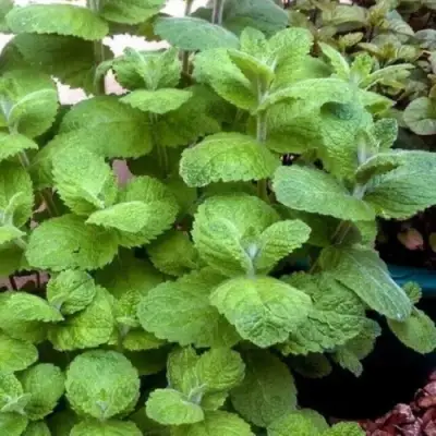 Мята яблочная в Бобруйске