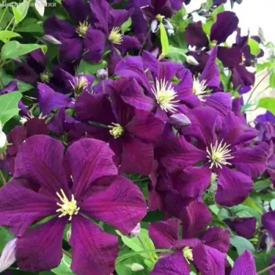 Клематис ПАНТЕР в Бобруйске