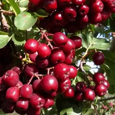 Рябина ГРАНАТНАЯ сладкоплодная в Бобруйске