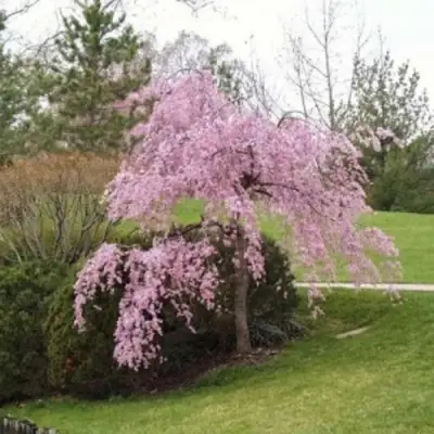 Сакура КИКУ ШИДАРЕ в Бобруйске