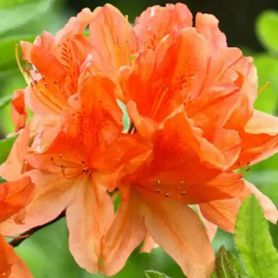 Азалия ГЕЙША ОРАНЖ японская в Бобруйске