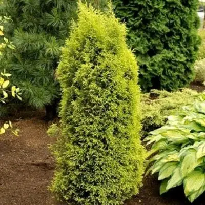 Можжевельник ГОЛД КОН обыкновенный в Бобруйске