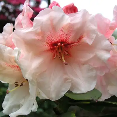 Рододендрон ХАНЯ	 в Бобруйске