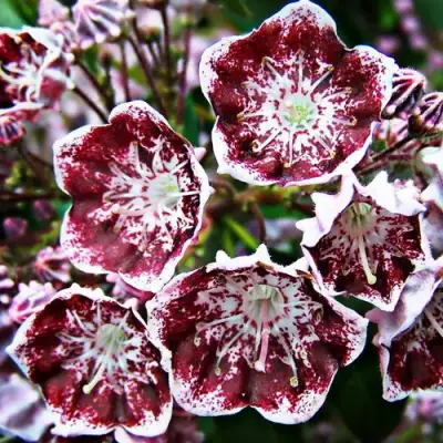 Кальмия БЛЕК ЛЕЙБЛ  в Бобруйске