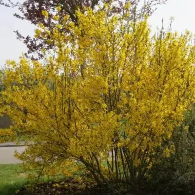 Форзиция КАМСОН промежуточная в Бобруйске