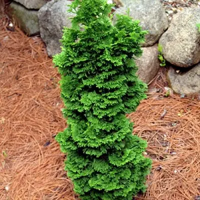 Туя СПИРАЛИС МИНИ западная в Бобруйске