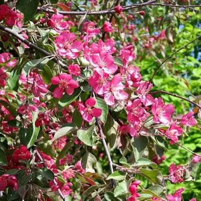 Яблоня КИТАЙКА ДОЛГО декоративная в Бобруйске