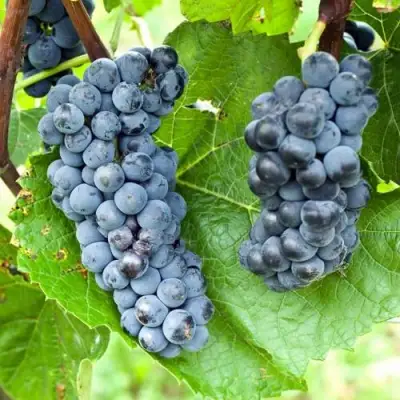 Виноград ВЭЛИАНТ в Бобруйске