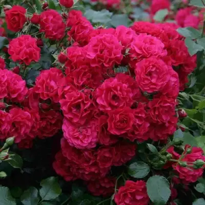 Роза РАДОСТЬ САДОВНИКА (ГАРТЕН ФРОЙДЕ) почвопокровная в Бобруйске