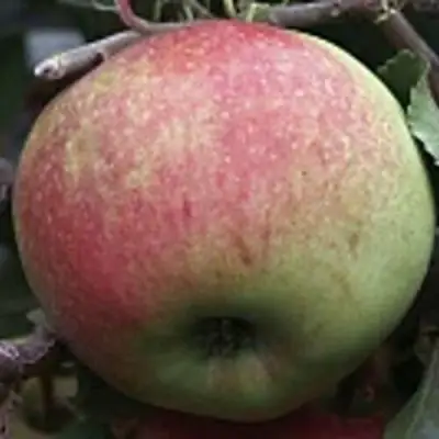 Яблоня СОКОЛОВСКОЕ стелющаяся в Бобруйске