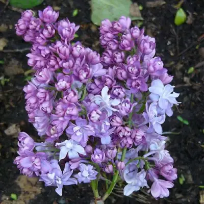 Сирень НАДЕЖДА в Бобруйске