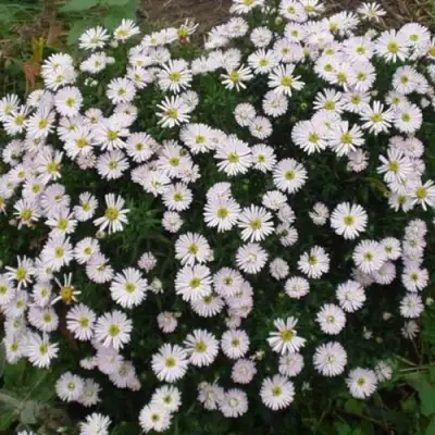 Астра ВАЙС многолетняя в Бобруйске