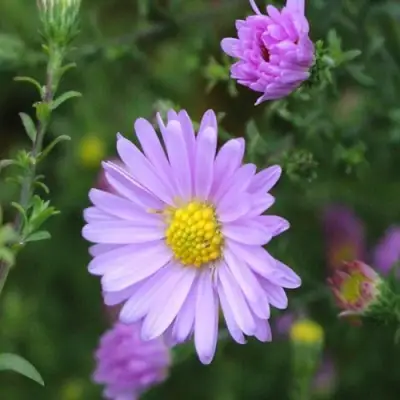 Астра СТРОУБЕРРИ ЭНД КРИМ новобельгийская в Бобруйске