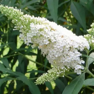 Буддлея давида ВАЙТ ПРОФЬЮЖН в Бобруйске