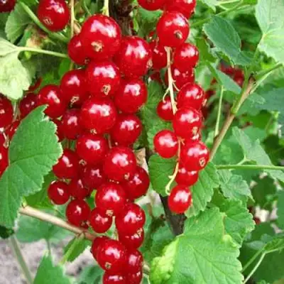 Смородина красная ФЕРТОДИ в Бобруйске