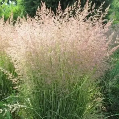 Вейник ОВЕРДАМ остроцветковый в Бобруйске