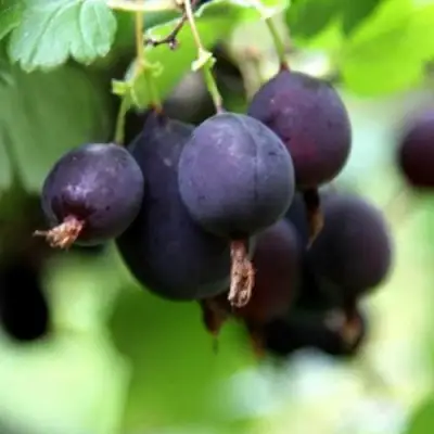 Крыжовник ЧЕРНОМОР в Бобруйске