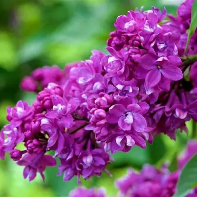 Сирень ОГНИ ДОНБАССА в Бобруйске