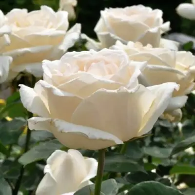 Роза БОИНГ чайно-гибридная в Бобруйске