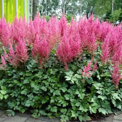Астильба ВИЖНС ИН ПИНК китайская в Бобруйске