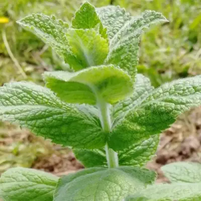Мята яблочная в Бобруйске