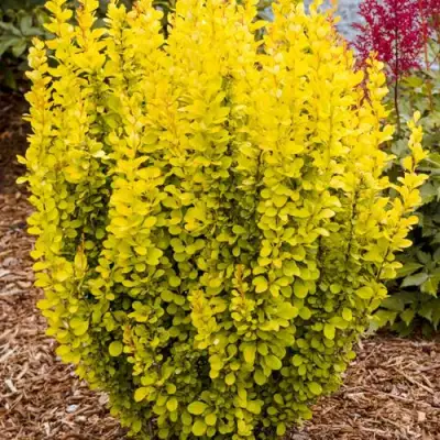 Барбарис ГОЛДЕН ТОРЧ тунберга в Бобруйске