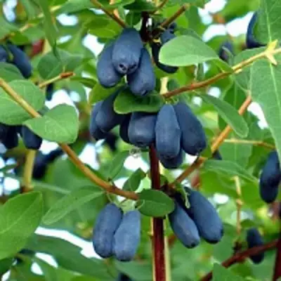 Жимолость съедобная АМФОРА в Бобруйске