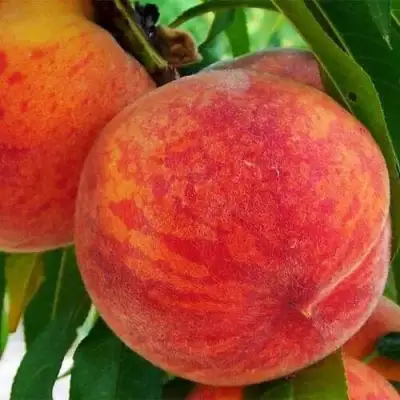 Персик ЗОЛОТОЙ ЮБИЛЕЙ в Бобруйске