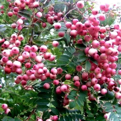 Рябина COREAL сладкоплодная  в Бобруйске