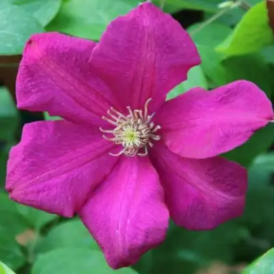 Клематис ЭРНЕСТ МАРКХАМ в Бобруйске