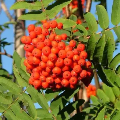 Рябина САХАРНАЯ ПЕТРОВА сладкоплодная в Бобруйске