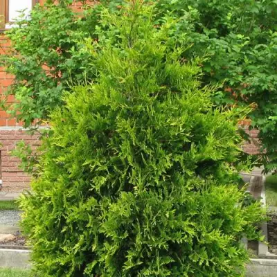 Туя АНЯ (АНИЕ) западная в Бобруйске