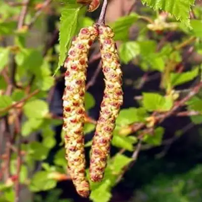 Береза бородавчатая в Бобруйске