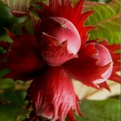 Фундук БАГРЯНЕЦ в Бобруйске