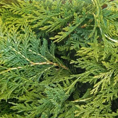 Кипарисовик ЭЛВУДИ ЭМПАЙР лавсона в Бобруйске