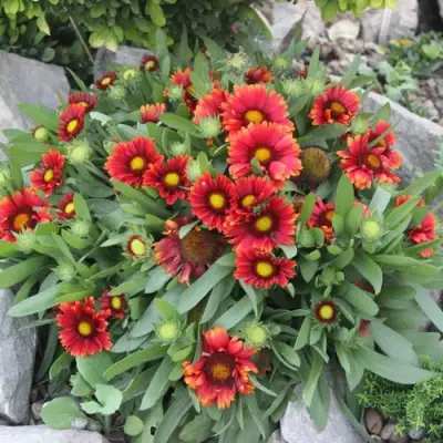 Гайлардия АРИЗОНА РЕД ШЕЙДС в Бобруйске