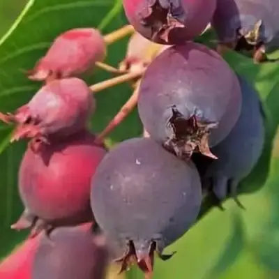 Ирга MANDAN в Бобруйске